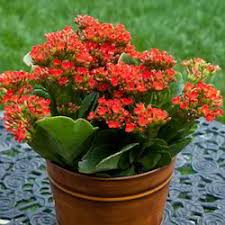 Spruce up your home with some refreshing indoor and outdoor plants. Kalanchoe Flower Plant At Rs 40 Set Ibrahimpur Delhi Id 15855372962