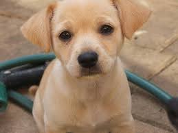 Proven tips from dog experts that has worked for more than 875,000 dog owners worldwide. Pomeranian Jack Russell Terrier Chihuahua Mix Puppy Novocom Top