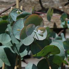 Download all photos and use them even for commercial projects. Silver Dollar Gum Eucalyptus Cinerea In Lafayette Louisiana La At All Seasons Nursery