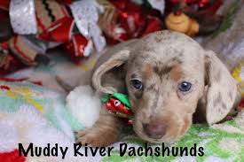 Black And Tan Dachshund Puppies For Sale Near Me Isabella And Tan Miniature Dachshunds Dachshund Puppies Dachshund Puppy Miniature Dachshund