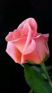 Opening Pink Rose Bud Rose Buds Beautiful Rose Flowers Rose Flower