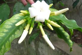 Image result for Picralima nitida