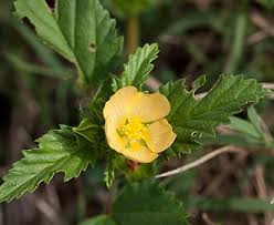 Image result for Malvastrum coromandelianum