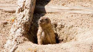 Check spelling or type a new query. How To Get Rid Of Groundhogs Fast So They Don T Destroy Your Yard