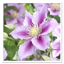 Check spelling or type a new query. Clematis Piilu Or Little Duckling Sugar Creek Gardens