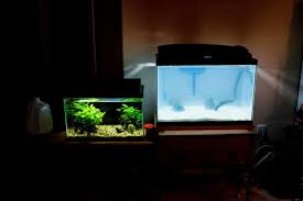 After a water fill or partial water change: Cloudy Aquarium Water Causes Solutions Prevention Aquariadise