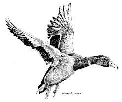 The technique of the pen is vastly different from that of any other tool the artists use, and the work done with a pen is consequently very unique. How To Draw A Duck In Flight In Pen And Ink Online Art Lessons