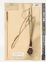 Image result for Rhynchosia orthobotrya