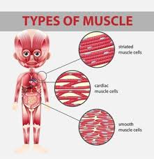 There are three types of muscles in the body: Premium Vector Image Of Smooth Muscle Cells