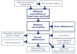 Primary liver cancer (cancer that starts in the liver) and secondary liver cancer (cancer that begins elsewhere and spreads to the liver) cause the enlarged liver (hepatomegaly) felt as a mass under the ribs on the right side jaundice (yellowing of the skin and eyes). Review Of The Biological And Health Effects Of Aflatoxins On Body Organs And Body Systems Intechopen