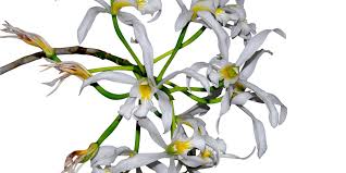 Image result for Embelia libeniana