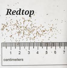 Image result for Agrostis products