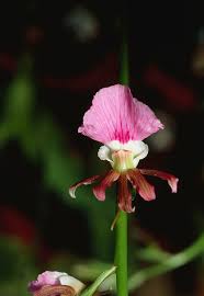 Image result for Eulophia guineensis