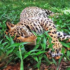 Pumas fressen dort hin und wieder kälber. Raubkatzen In Costa Rica