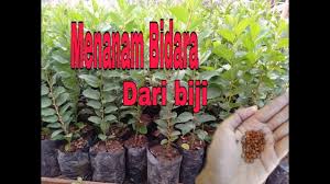 Cara Menanam Bidara Dari Biji Youtube