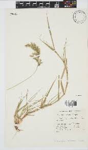 Image result for Schmidtia pappophoroides