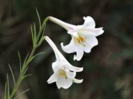 Image result for Lilium formosanum