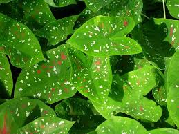 Check spelling or type a new query. Caladium Florida Clown Caladium Florida Clown Caladium Florida Caladium