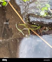 Image result for Wolffiella