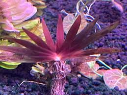 Image result for Xyris schliebenii