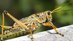 Different types of insects for kids. Lesson Plan Invent An Insect