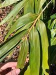 Image result for Urochloa oligobrachiata