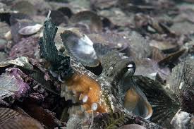 Image result for Octolepis