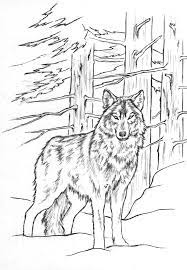 coloriage loup 2 artistique dessin feutre photo de n coloriages animaux illustrations vacances cinco mayo