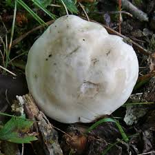 Image result for Clitopilus prunulus