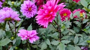 Image result for Cineraria pinnata