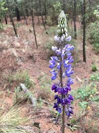 Image result for Lupinus mexicanus