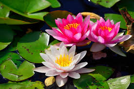 Namu myōhō renge kyō ( 南無妙法蓮華經; The Meaning Of Nam Myoho Renge Kyo Buddhist