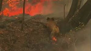 Koala Emerges From A Bushfire Before A Passer By Gives It Water Bushfires In Australia Koala Farm Heroes
