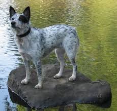 Black Australian Cattle Dog Blue Heeler Mix Queensland Healer Cattle Dogs Mix Blue Heeler Dogs Austrailian Cattle Dog