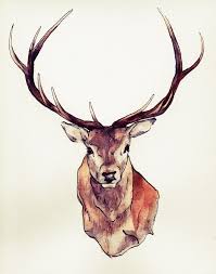 This is a quick pencil drawing of a deer. Face Sk H Deer Drawing Novocom Top