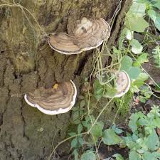 Image result for Ganoderma applanatum