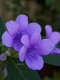 Image result for Barleria cristata