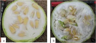 Image result for Lagenaria rufa