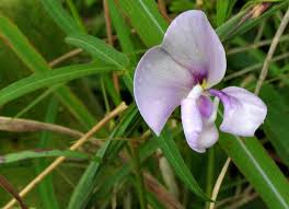Image result for Vigna vexillata