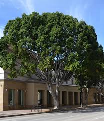 Plant in full sun to partial shade. Indian Laurel Fig Drought Tolerant Trees San Diego