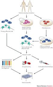 These cells show less plasticity and are more specialized. Investigating Human Disease Using Stem Cell Models Nature Reviews Genetics