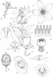 Image result for Triaspis macropteron