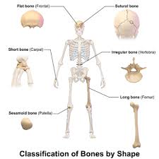 Pin On Skeleton Project