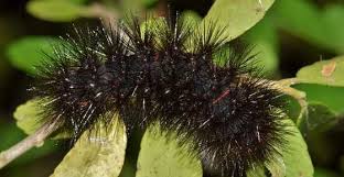 They can be seen in two predominant colors; Black Caterpillar Identification Pictures With Fuzzy Caterpillars