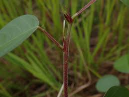 Image result for Grona heterocarpos