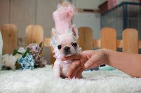 Check spelling or type a new query. Micro Mini French Bulldog Female Betty Teacup Puppies Facebook