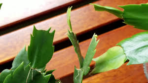 A christmas cactus needs three things in order to bloom. Thanksgiving Christmas Cactus Buds October 20 Update Care Youtube