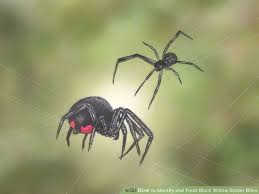 Bite symptomsthe black widow spider's venom contains a protein that affects the nervous system of its victim. How To Identify And Treat Black Widow Spider Bites Majalahbadminton