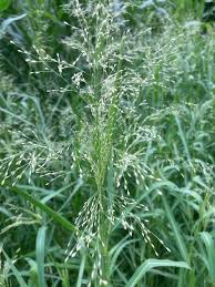 Image result for Panicum schinzii