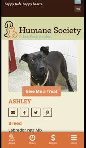 If a property exceeds the limitation it may be considered a kennel, which is not a permitted use within residential zones. Ashley A Female Dog Lost Humane Society Of The Pikes Peak Region Abbot Lane Colorado Springs Co Usa Pawmaw